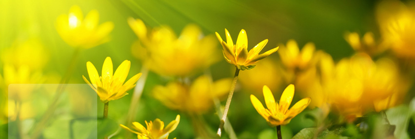 yellow-flowers-facebook-timeline-banner